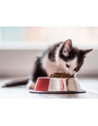 Comidas de Gatos