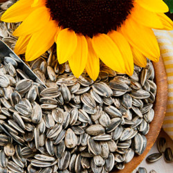 Semilla de Girasol Puro